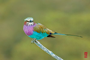 birds_africa_01_thumb
