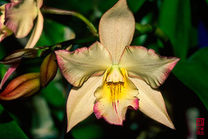 ORCHIDS
