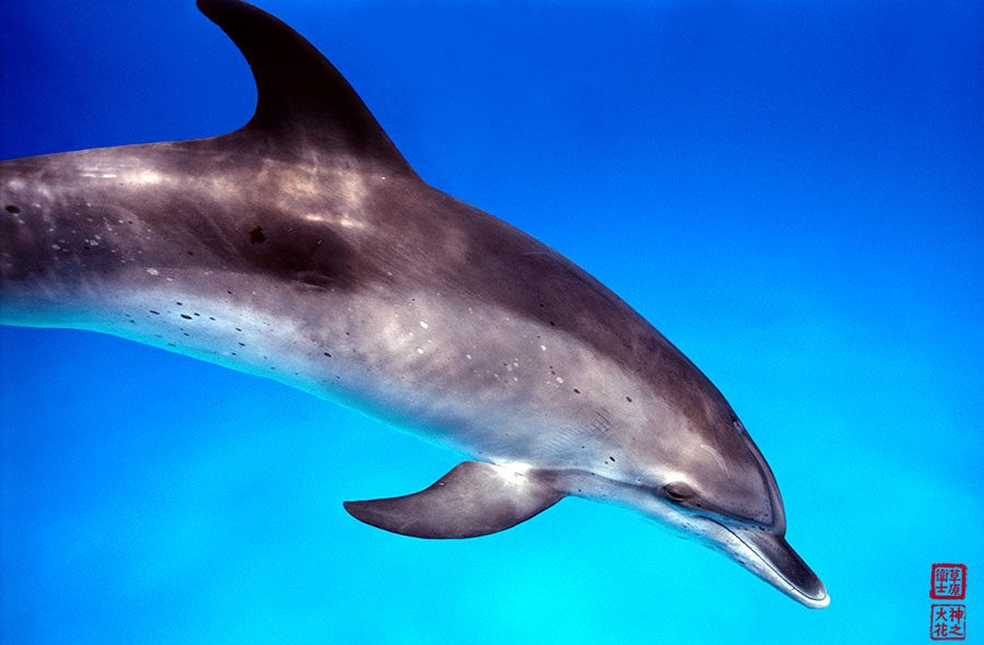 spotted_dolphin_01